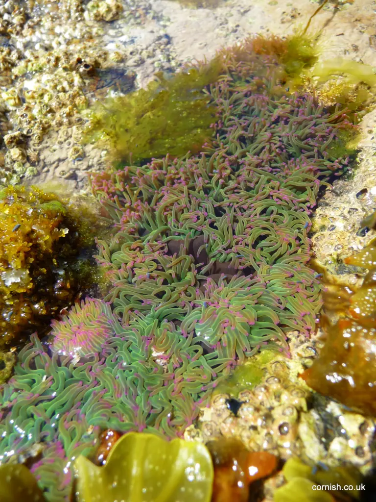 Hemmick Beach Rock Pools
