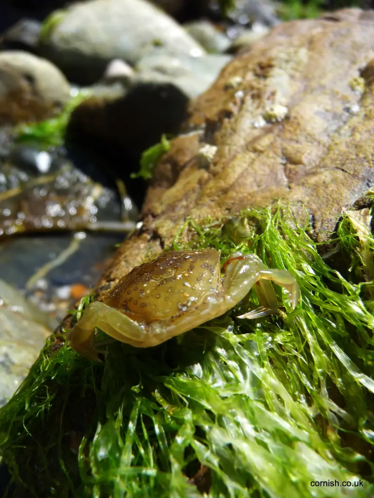 Hemmick Beach Rockpool