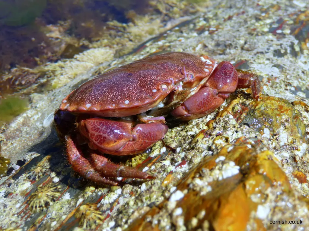 Hemmick Beach Crab