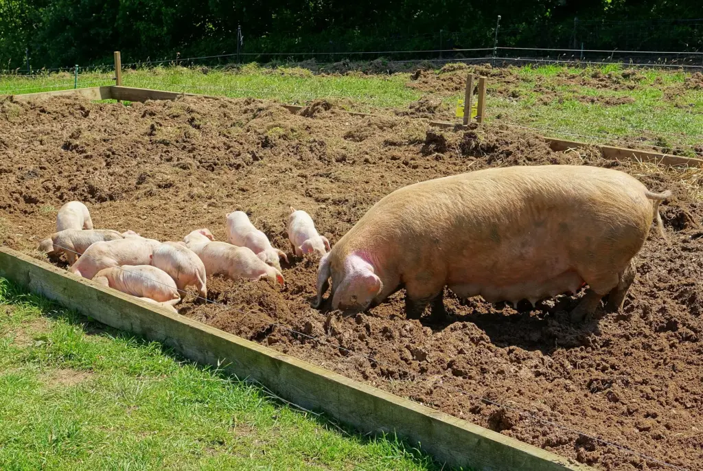 Pig and piglets at Home Farm in the Lost Gardens of Heligan