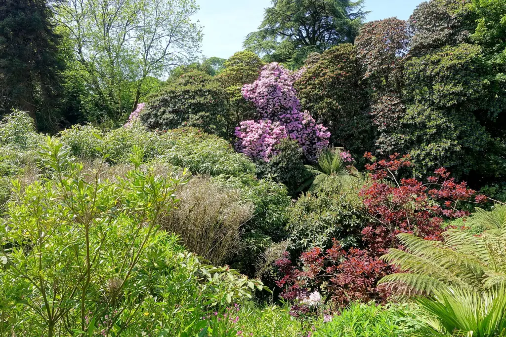 Lush planting at the Lost Gardens of Heligan