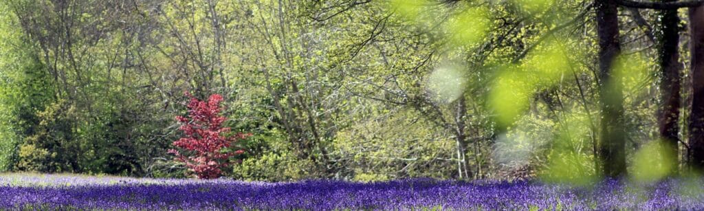 Enys Garden (Coastal Proximity & Views)
