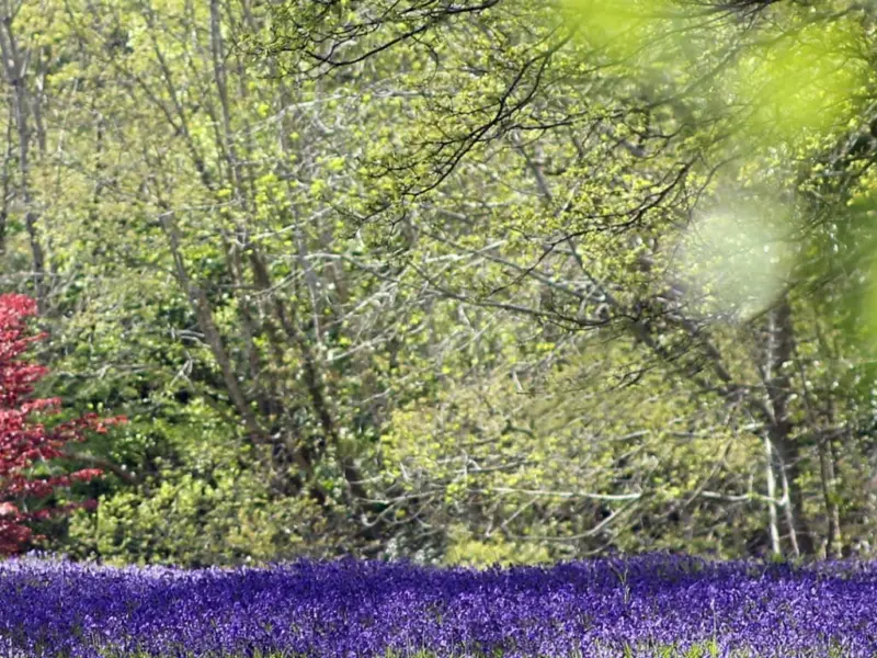 Enys Garden