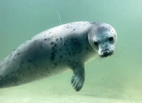 Cornwall Seal Sanctuary