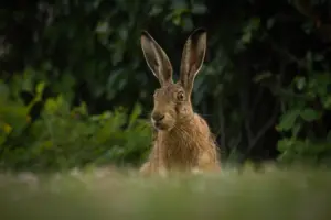 Hare & Hounds Inn