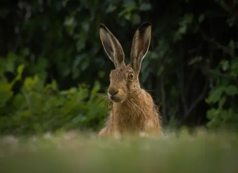 Hare & Hounds Inn