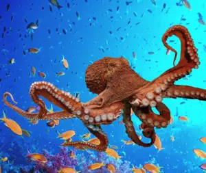 Blue Reef Aquarium