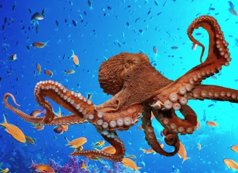 Blue Reef Aquarium