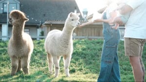 Old MacDonald’s Farm