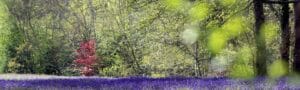 Enys House Gardens & Dodgy Lane