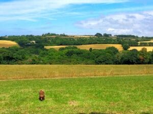 Trevessa Farm