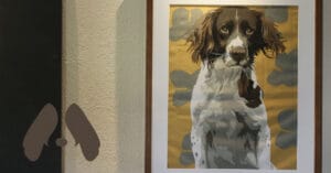 The Springer Spaniel