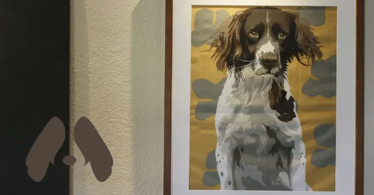 The Springer Spaniel