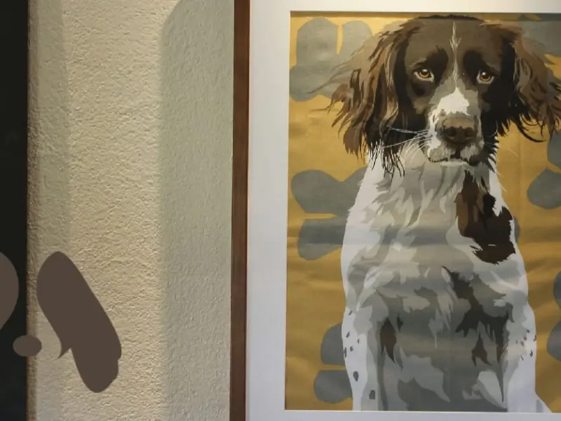 The Springer Spaniel