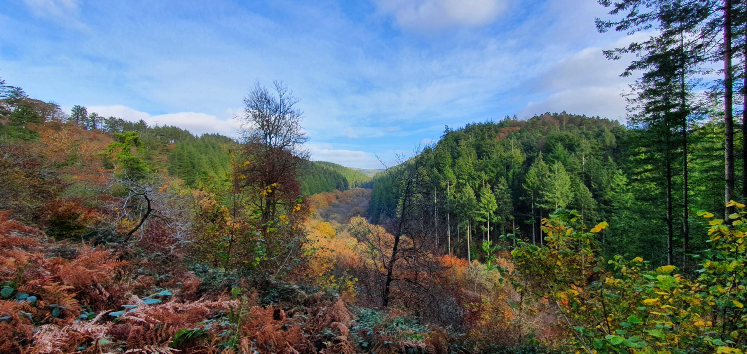 Cardinham Woods