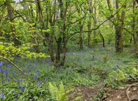 Tehidy Country Park