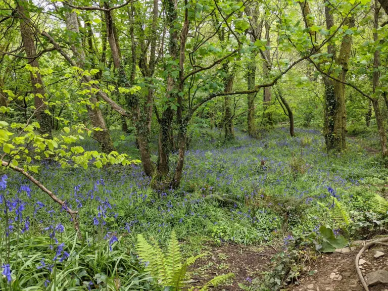 Tehidy Country Park