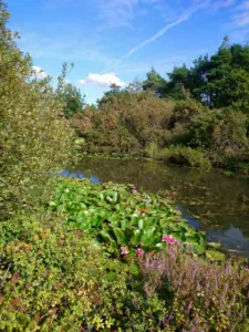 Bissoe Nature Reserve & Cycle Hire