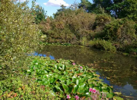 Bissoe Nature Reserve & Cycle Hire