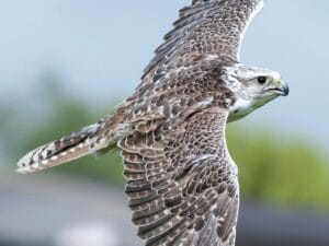 Cornish Birds of Prey Centre