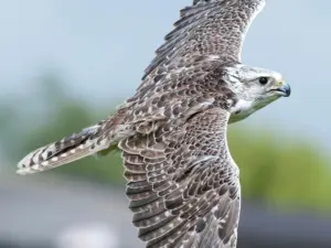 Cornish Birds of Prey Centre