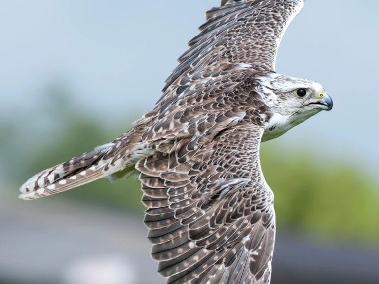 Cornish Birds of Prey Centre