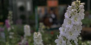 Trevena Cross Nurseries