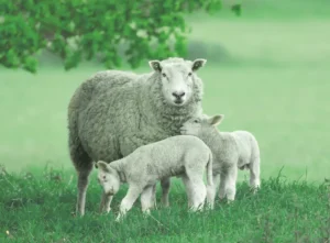 Trerose Farm Shop