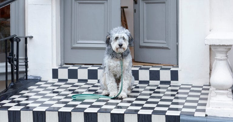 Mungo & Maud – Helston
