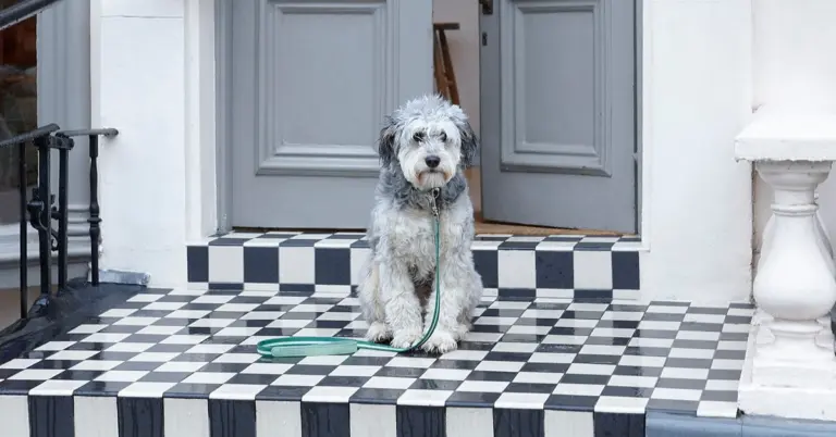 Mungo & Maud – Helston