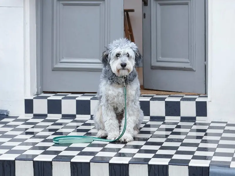 Mungo & Maud – Helston
