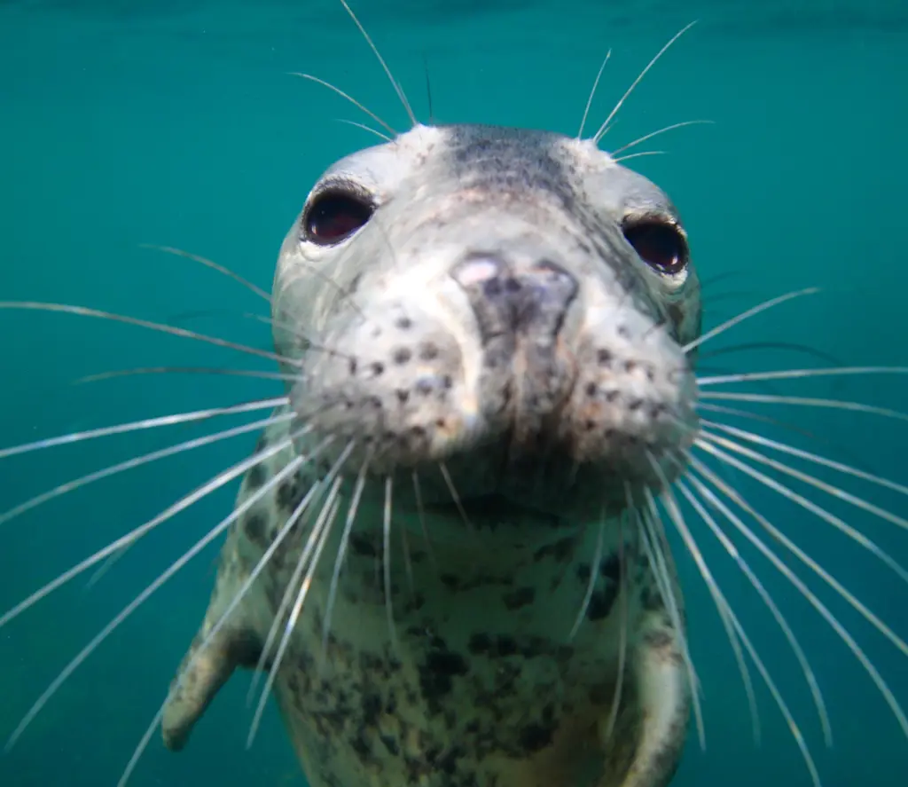 Seal Snorkelling Adventures