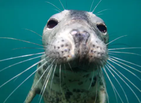 Seal Snorkelling Adventures