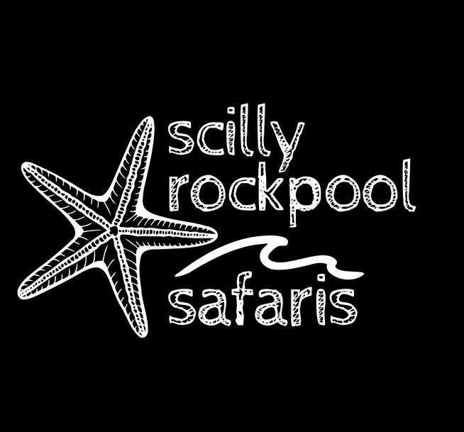 Scilly rockpool safaris