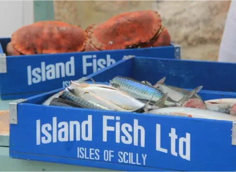 Island Fish Ltd