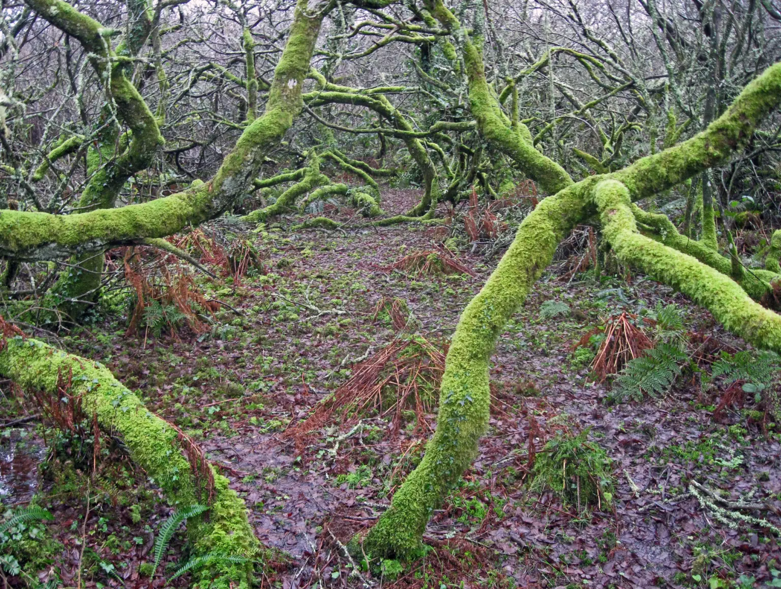 Amalveor in Cornwall